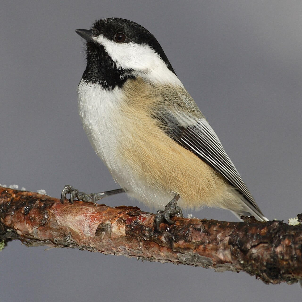 Chickadee perched on a branch against a gray background